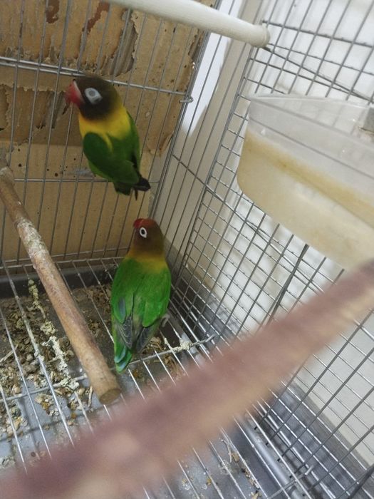 Карела неразлучник