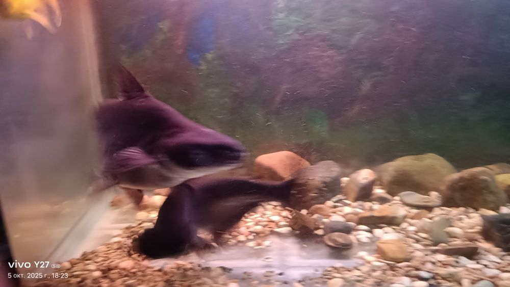 Продам пангасиуса - акулий сом взрослые особи