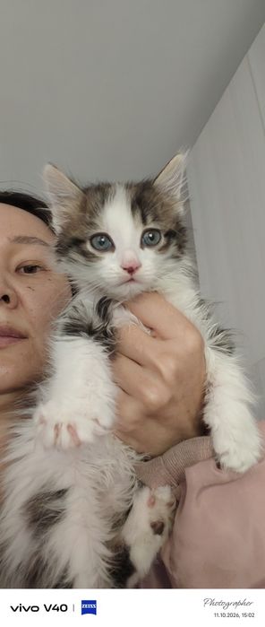 Девочки котенок возраст 2мес