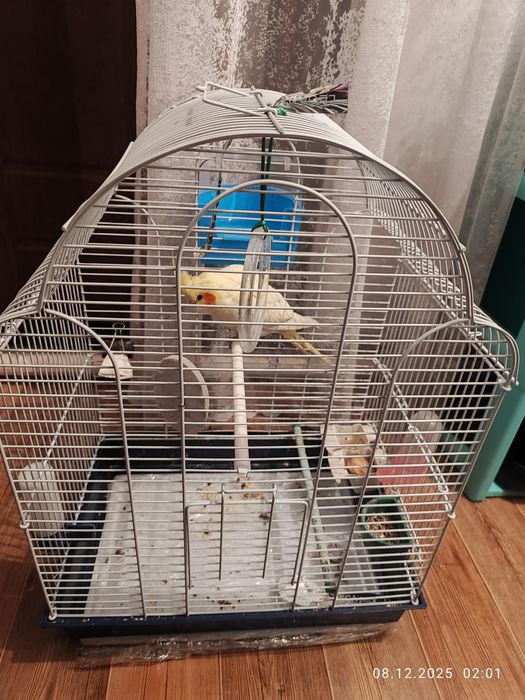 Продам попугая Корелла, самец