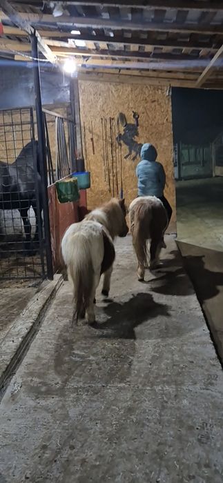 Ponei foarte cuminti folositi pt copii