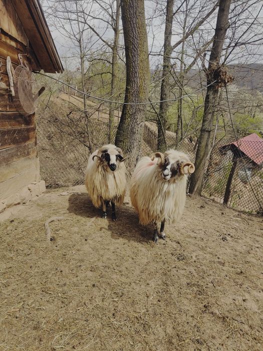 Berbeci de vânzare!!