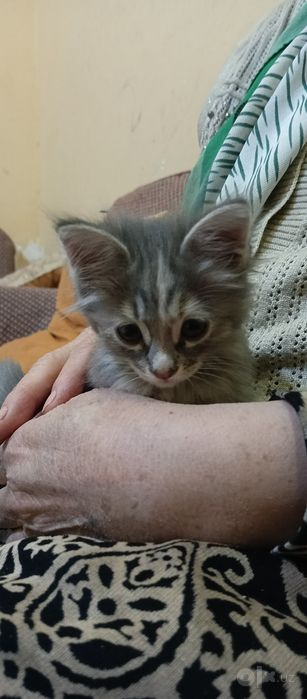 Кошка маленькая  красивая