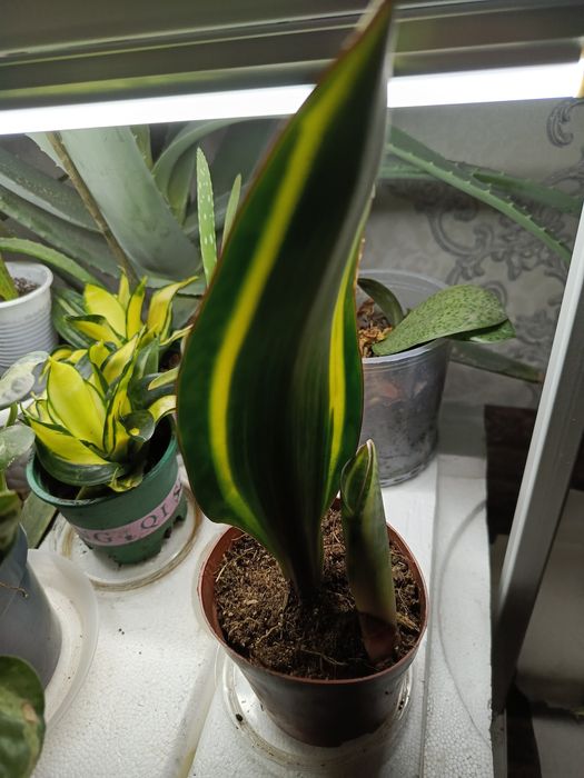 Продам сансевиерии.