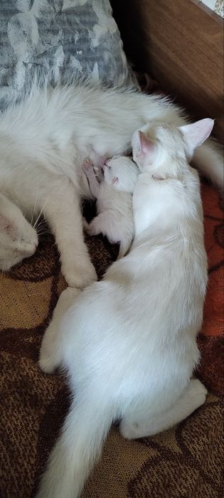 Бели котенца, търсят дом