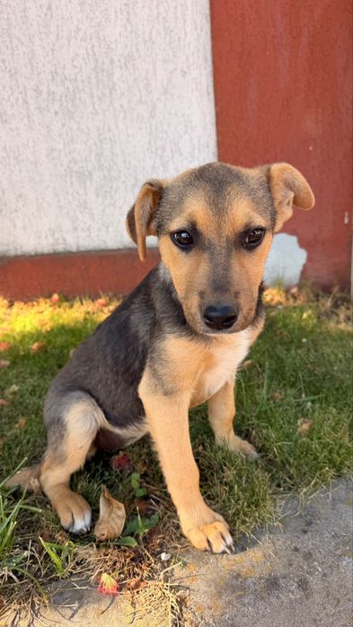 Adoptie catel Luna