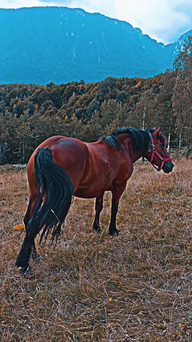 Iapă de 4 ani de vanzare