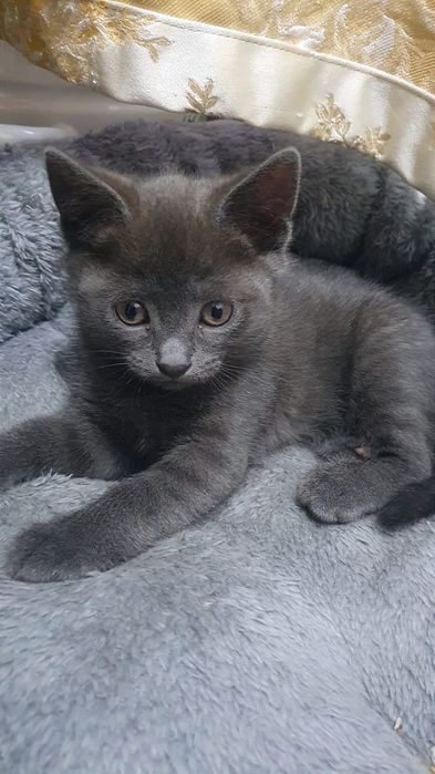 Котят в добрые ручки