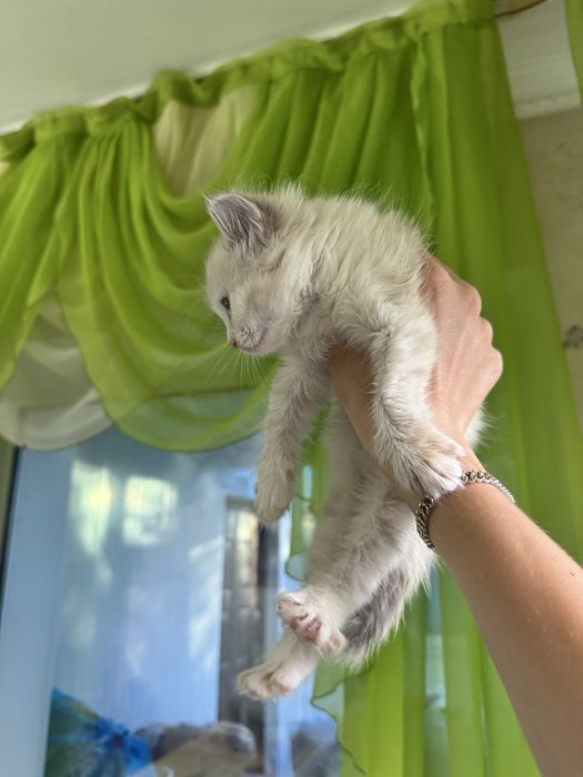 Котята бесплатно