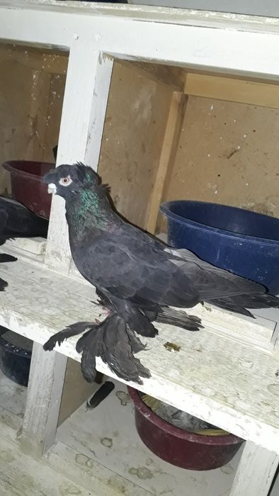 Старопородные голуби