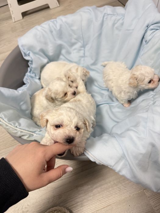 4 căței talie mică își caută familie iubitoare