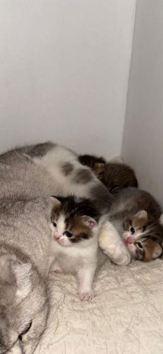 котенки миленькие