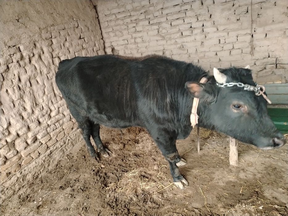 O'kiz sotiladi boqilado'n