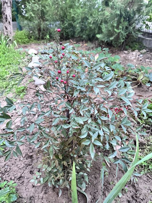 Вечнозеленый куст нандина 60 см