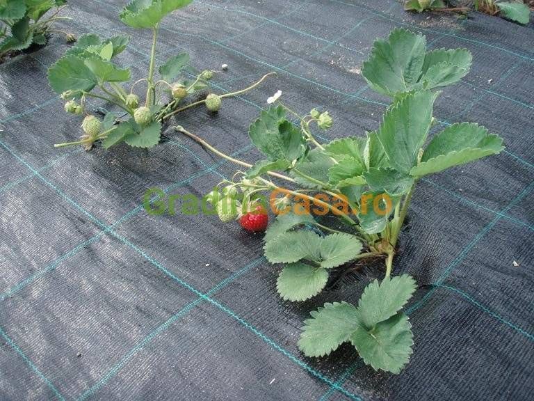 AGROTEXTIL 0,5m;0,83m;1m;1,28m;1,54m1,85m=ROLE 50ml/100ml