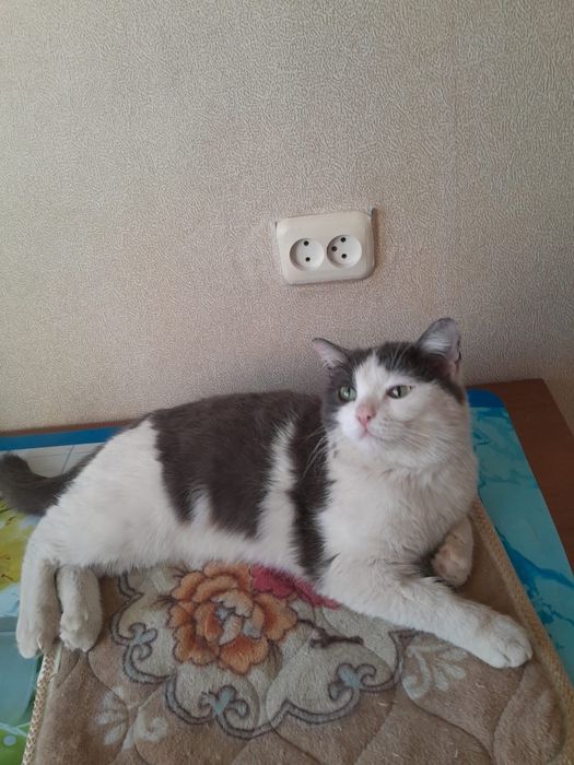 Отдам милых котеек