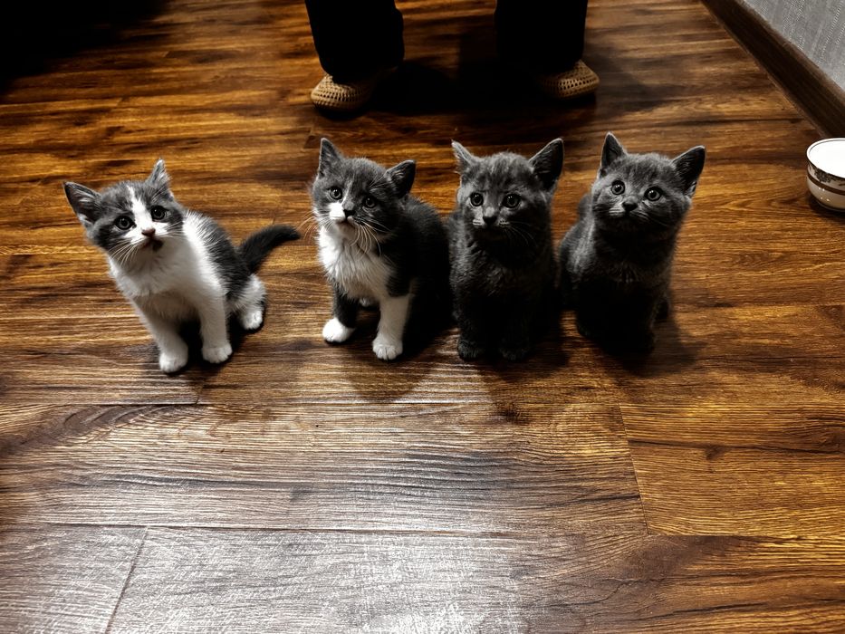 Скотиш страйт котята