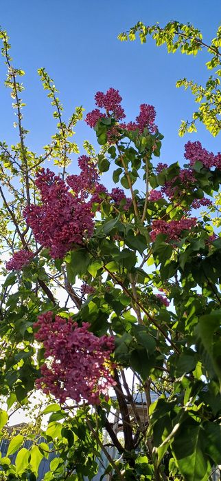 Сирень  свежая...