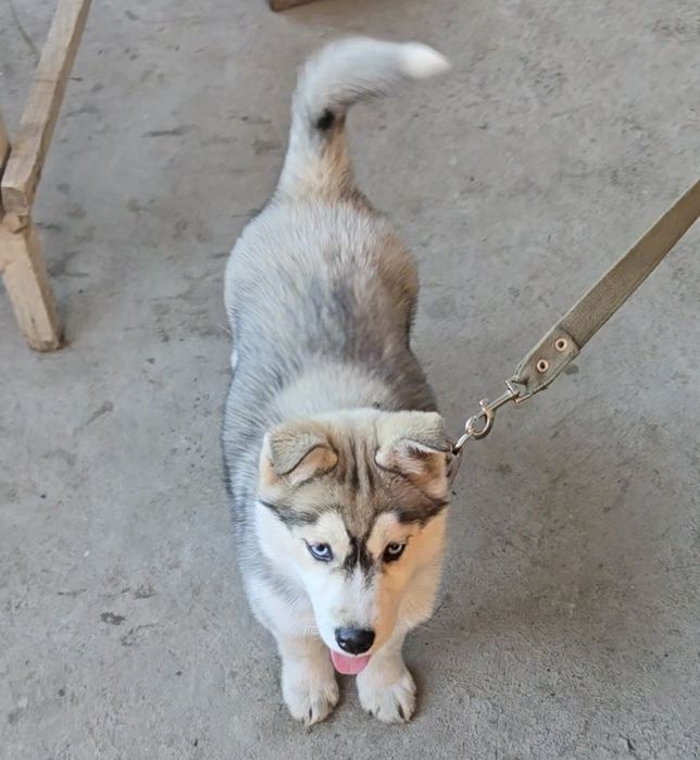 Продам хаски чистокровный