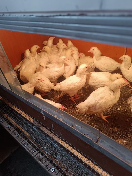 Адлерская серебристая