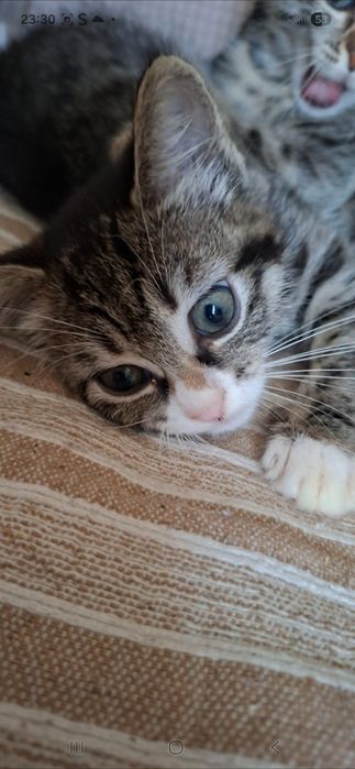 Puiuti pisica pt adoptie