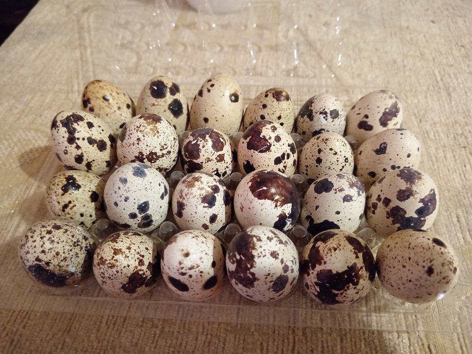 Ouă prepeliță de consum