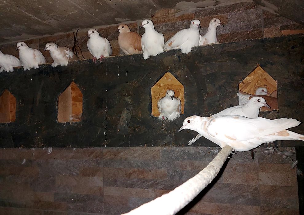 Turturele râzătoare