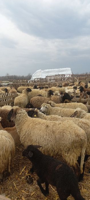 Oi cu miei și gestante