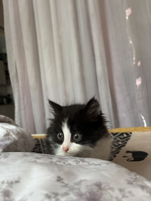 Котенок ищет добрые руки