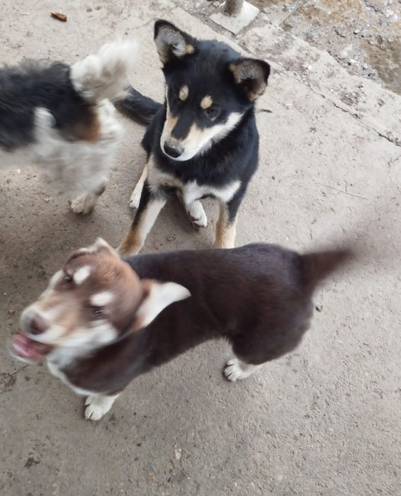 Щенки хаски лайки