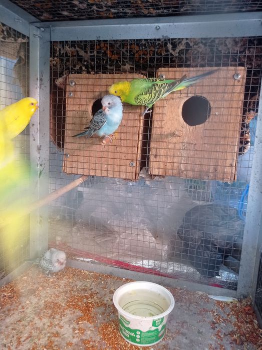 Продаются попугайчики