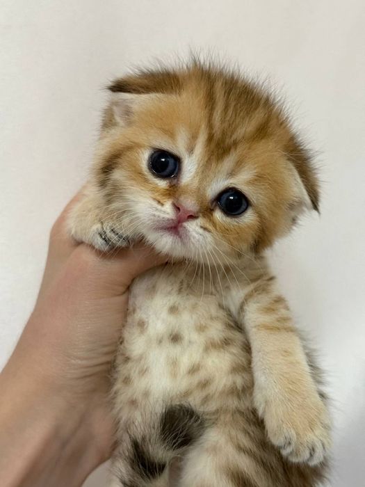 Скотиш фолд девочка золотая шиншилла