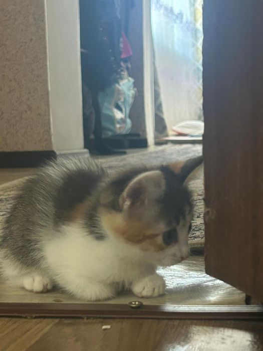 Отдам котят девчата 2 мес в хорошие руки