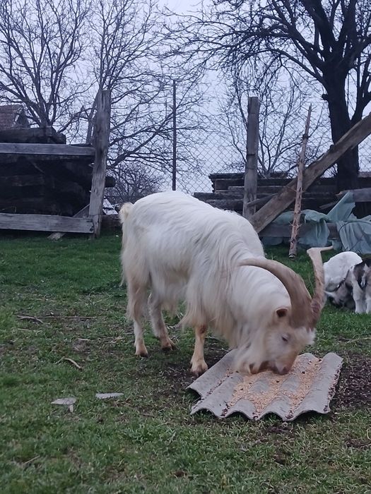 Țap Saanen ~2 ani, talie mare, potrivit pentru reproducție