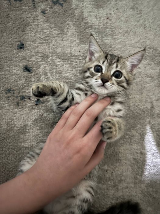 Отдаю  котят очень ласково и игровые