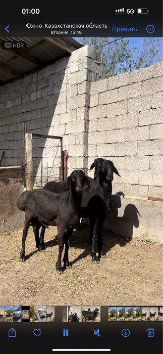 10 айлык таза канды гисар