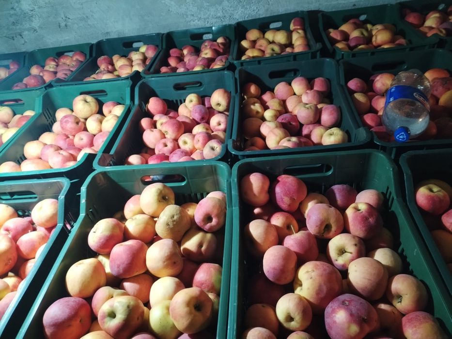 Mere Florina de vânzare.