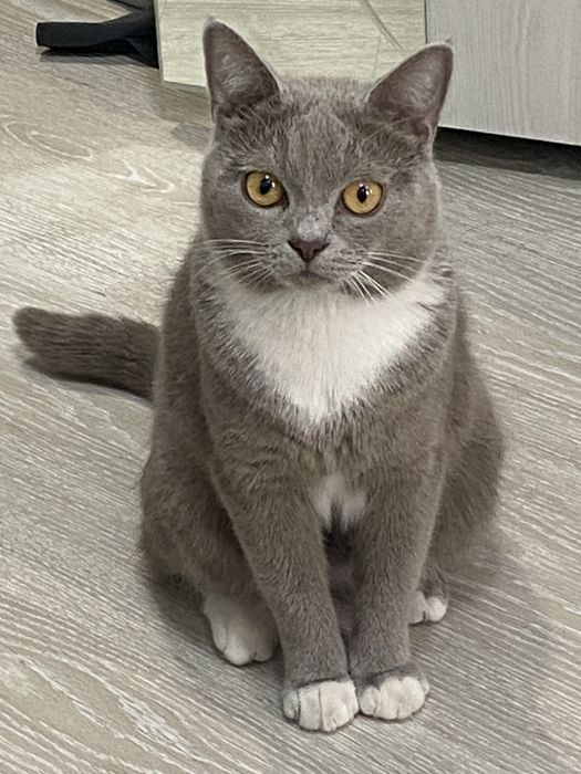 Отдам кота в добрые руки