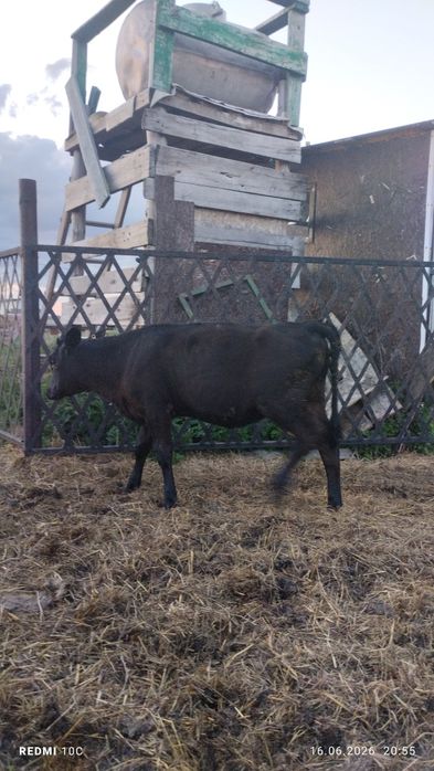 Продам телят срочно