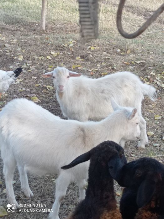 Сауынды ешкілер екі лағымен ұрғашы