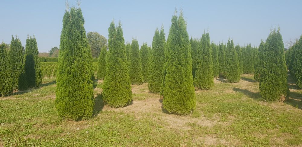 Vindem tuia smaragd de mai multe dimensiuni  brazii argintiu și verde