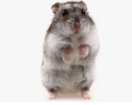 Хомяк джунгарский