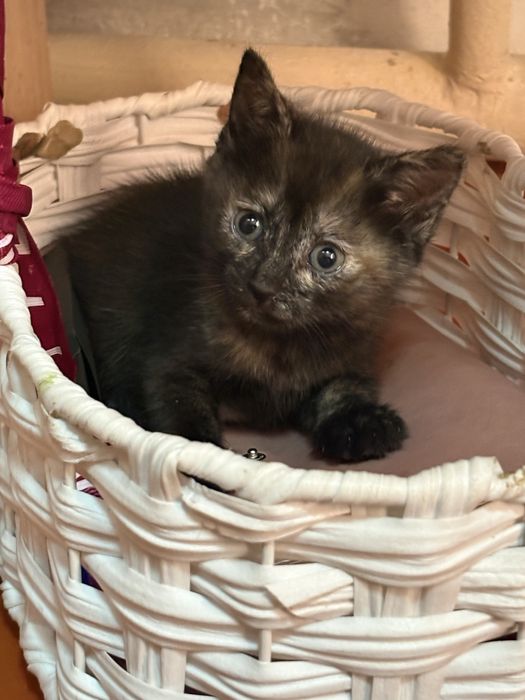 Котенки милые даром,девочки