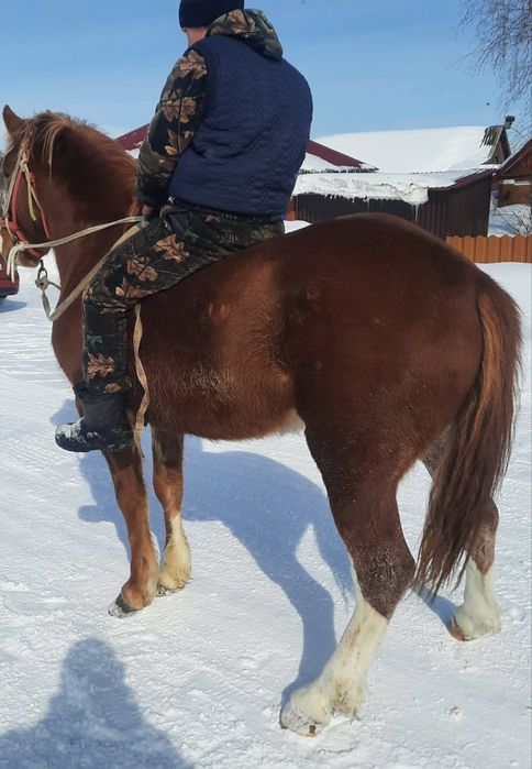 Продам хорошего жеребца!