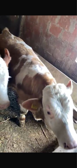 Vând vitei baltata romaneasca