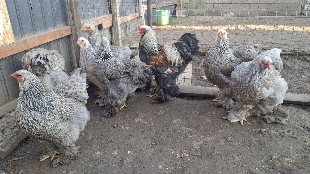 Vând ouă de incubat brahma 2026