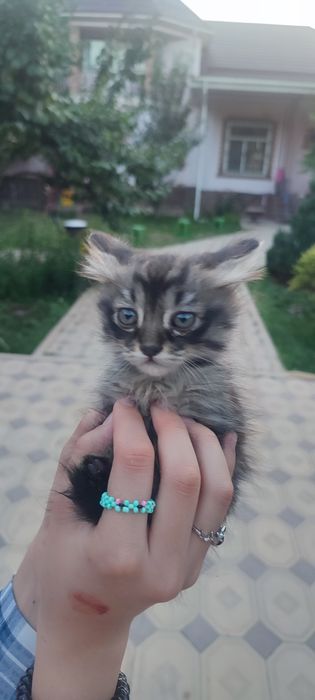 Отдам котят бесплатно в добрые руки