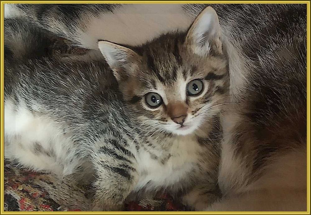 котята в хорошие руки