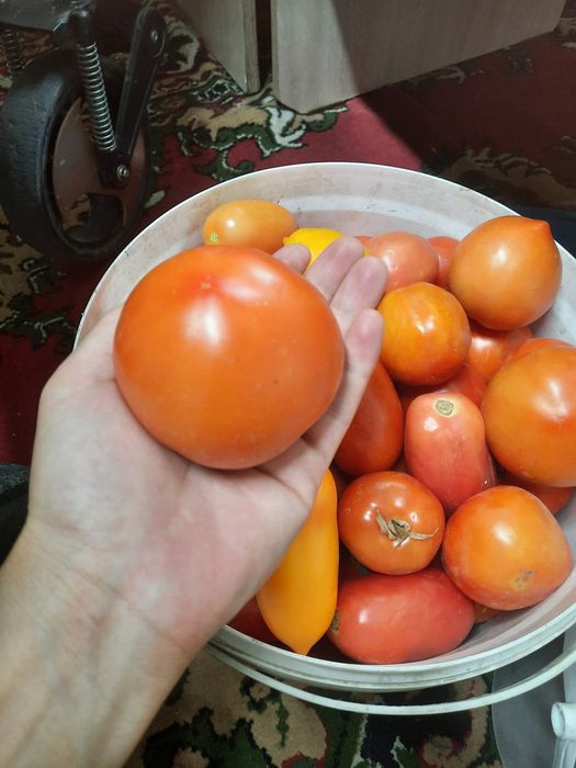 Продам домашний помидоры