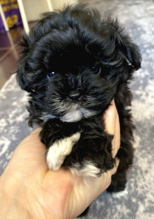 Девочка мальтипу F1, мини